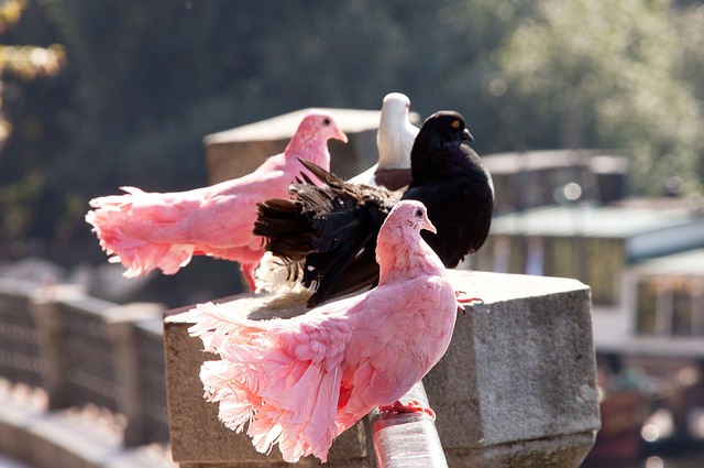 略意义展开 略意义展开